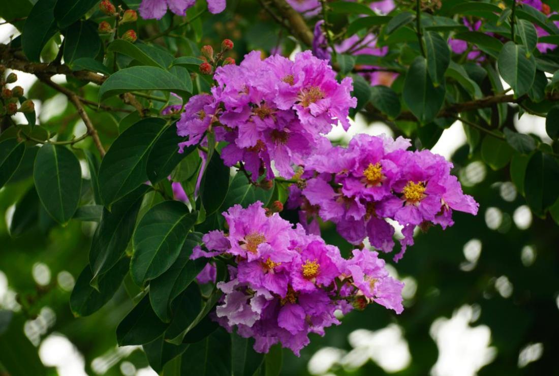 Hình Ảnh Hoa Bằng Lăng