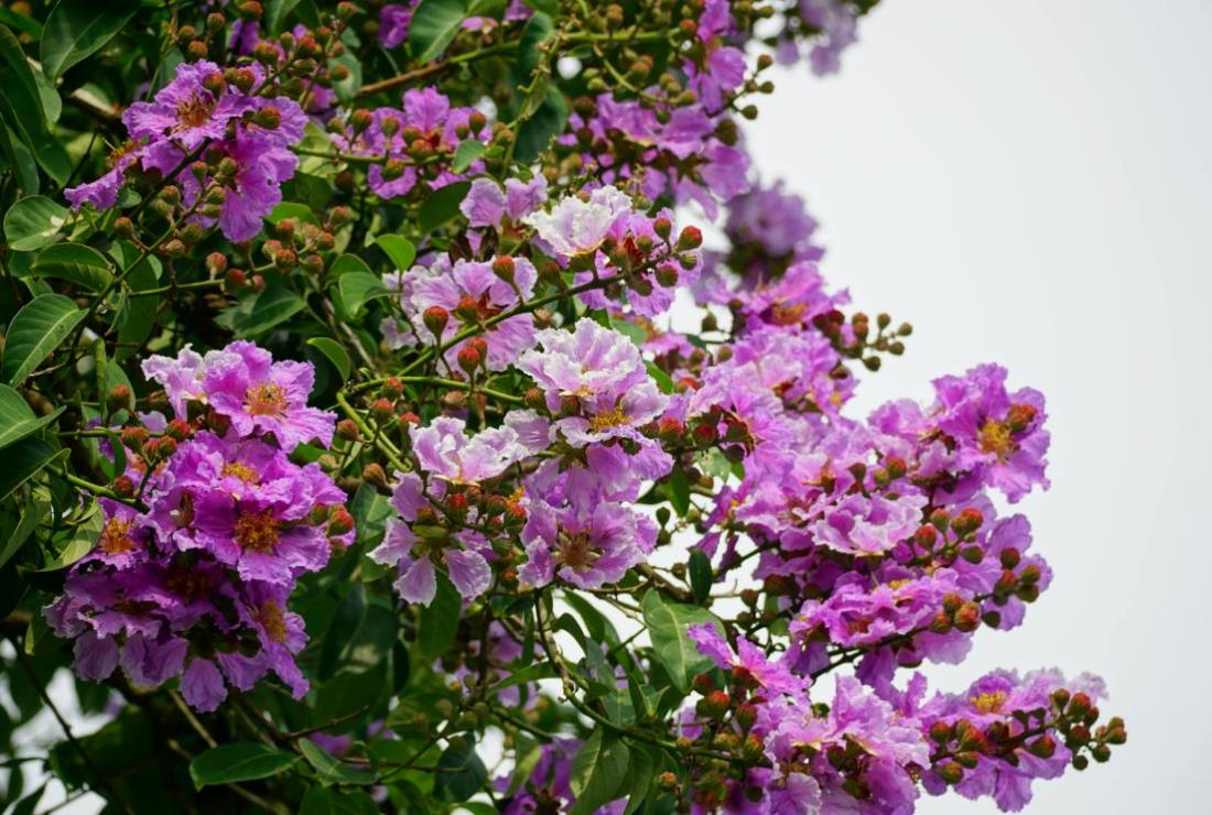 Hình Ảnh Hoa Bằng Lăng