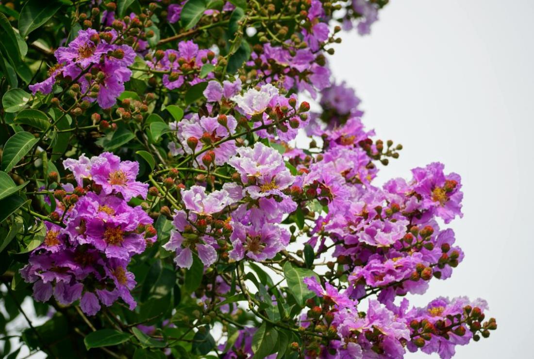 Hình Ảnh Hoa Bằng Lăng