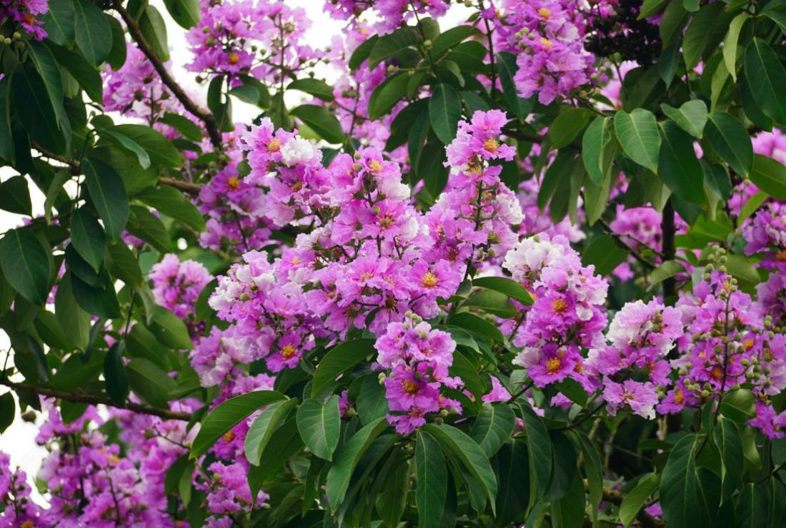 Hình Ảnh Hoa Bằng Lăng