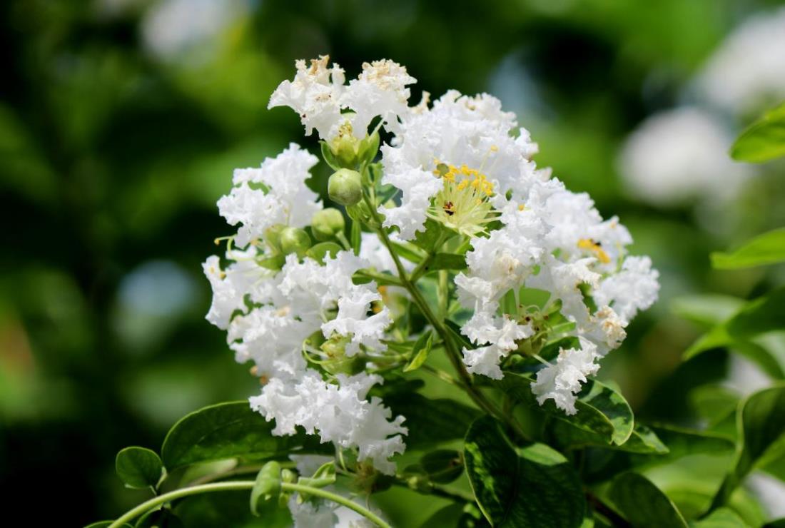 Hình Ảnh Hoa Bằng Lăng