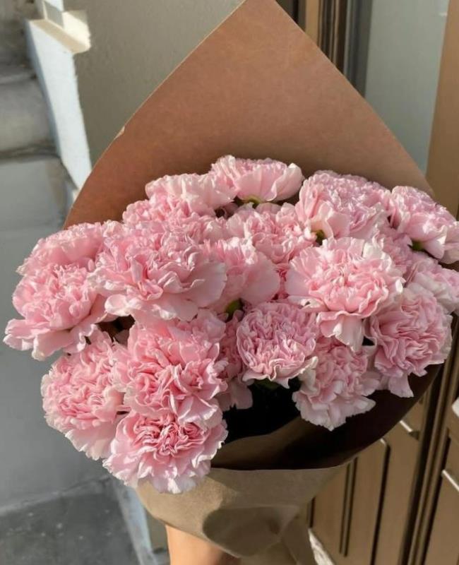 Hình Ảnh Hoa Cẩm Chướng