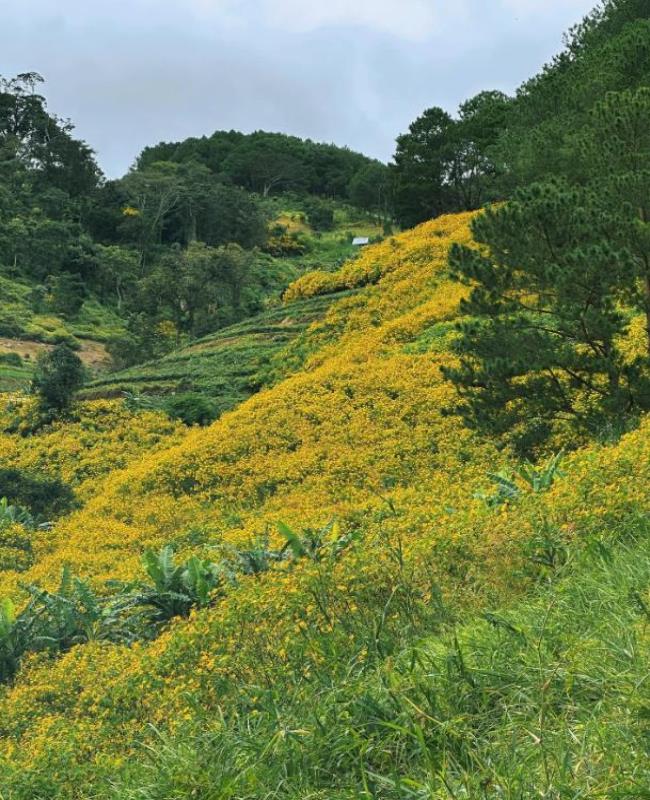 Hình Ảnh Hoa Dã Quỳ Đẹp