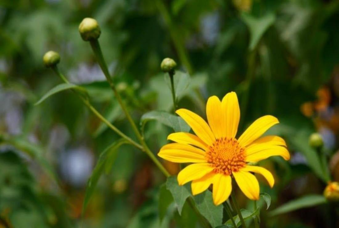 Hình Ảnh Hoa Dã Quỳ