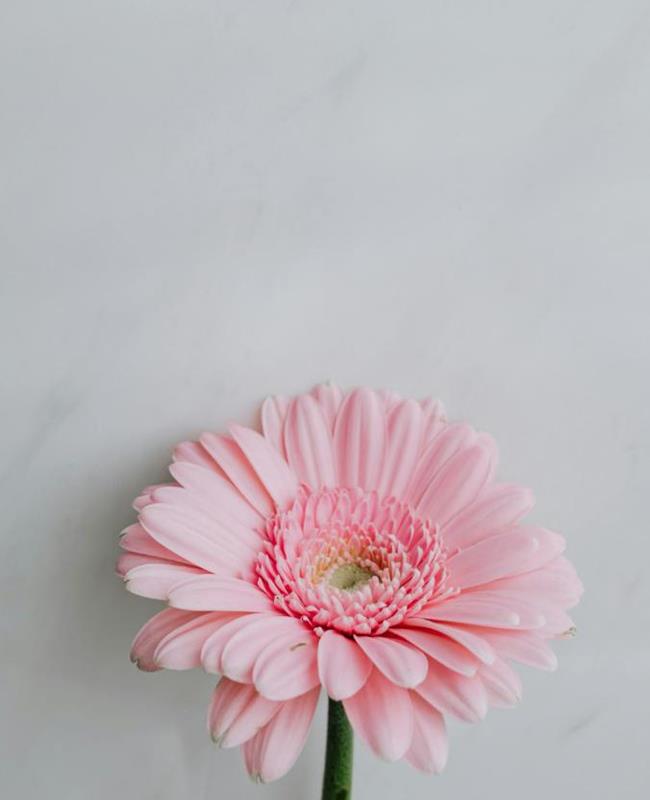 Hình Ảnh Hoa Đồng Tiền