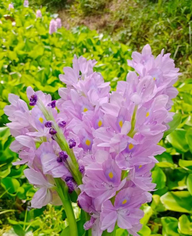 Hình Ảnh Hoa Lục Bình