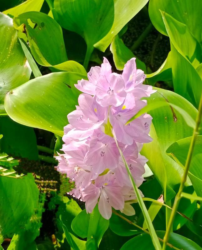 Hình Ảnh Hoa Lục Bình