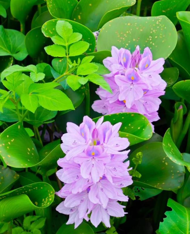 Hình Ảnh Hoa Lục Bình