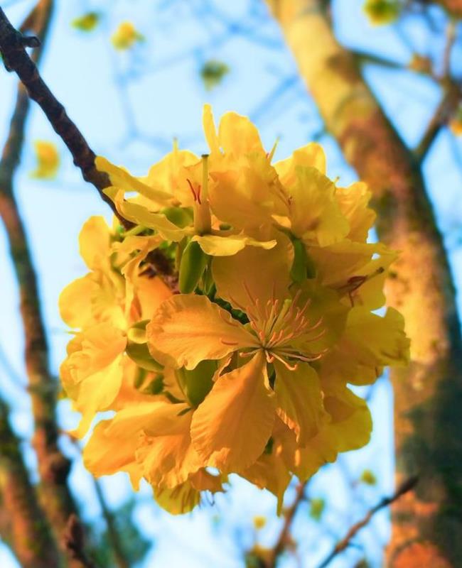 Hình Ảnh Hoa Mai Ngày Tết