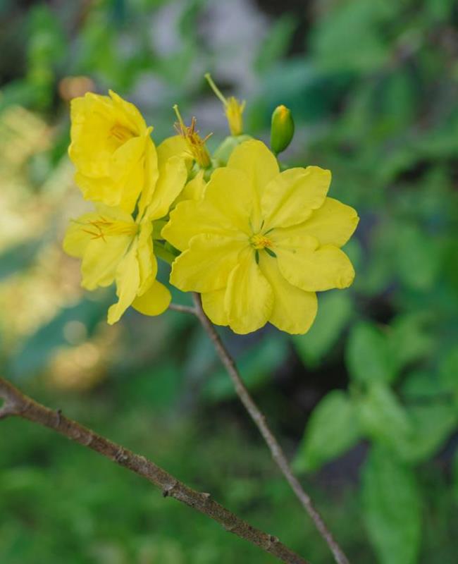 Hình Ảnh Hoa Mai Ngày Tết