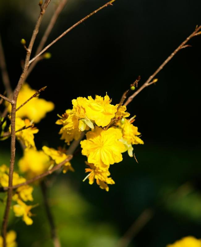 Hình Ảnh Hoa Mai Ngày Tết