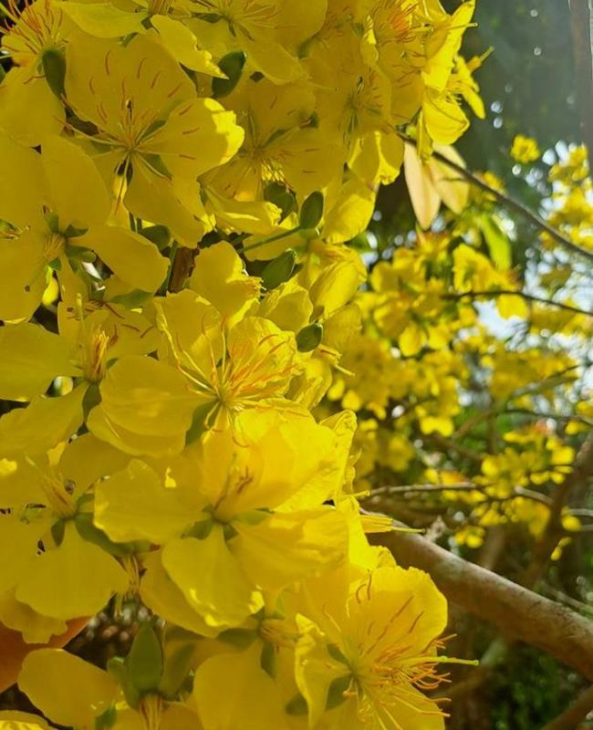 Hình Ảnh Hoa Mai Ngày Tết
