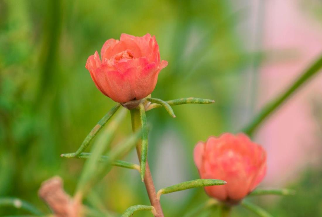 Hình Ảnh Hoa Mười Giờ