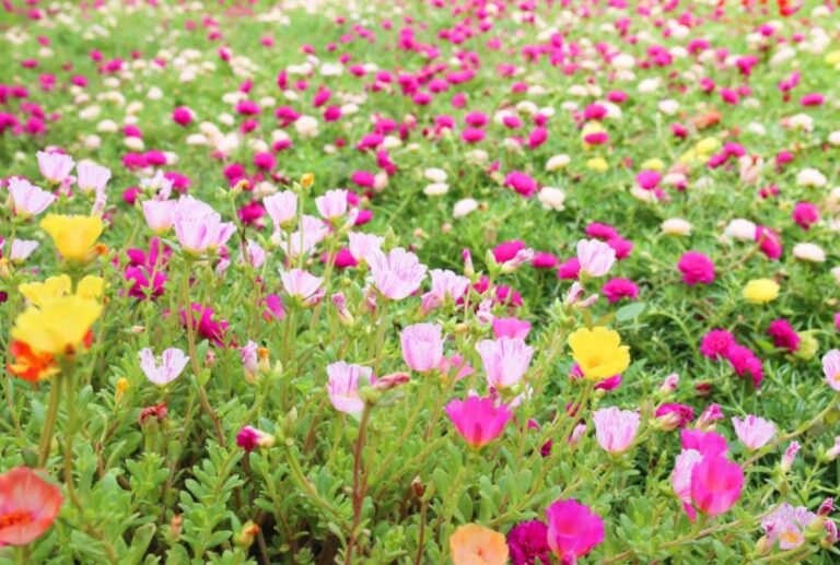 Hình Ảnh Hoa Mười Giờ