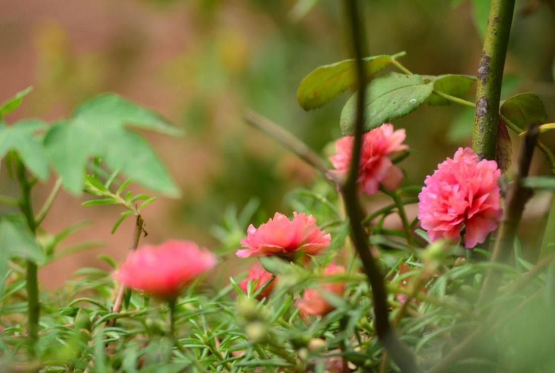 Hình Ảnh Hoa Mười Giờ