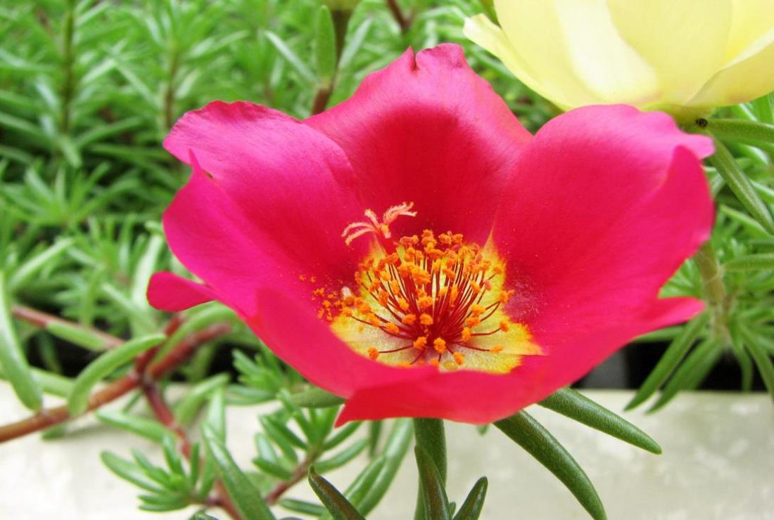 Hình Ảnh Hoa Mười Giờ