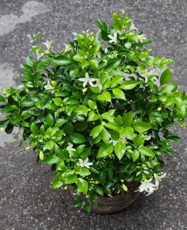 Hình Ảnh Hoa Nguyệt Quế