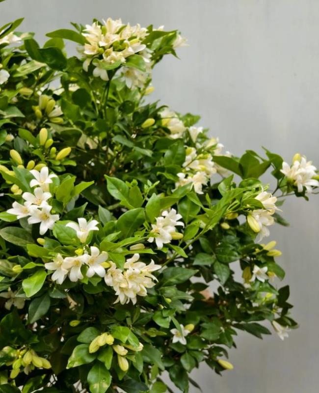Hình Ảnh Hoa Nguyệt Quế
