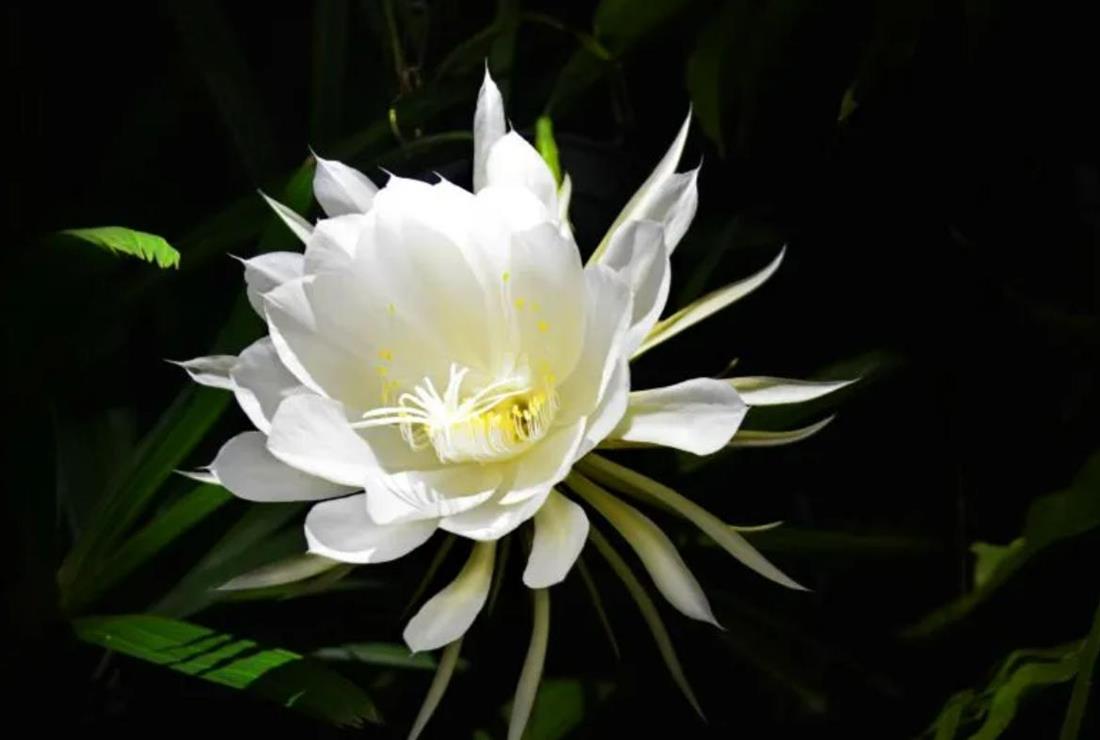 Hình Ảnh Hoa Quỳnh