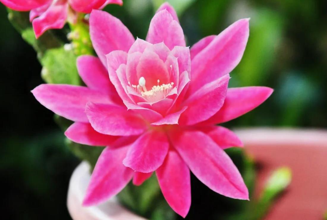 Hình Ảnh Hoa Quỳnh