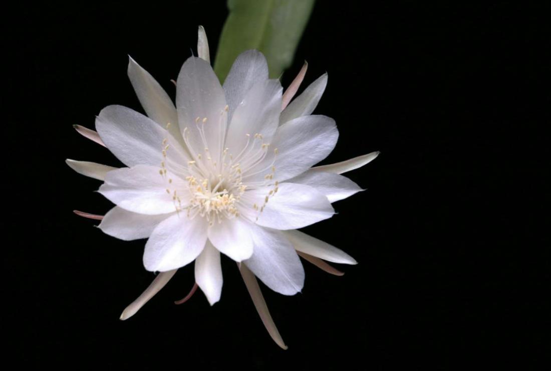 Hình Ảnh Hoa Quỳnh