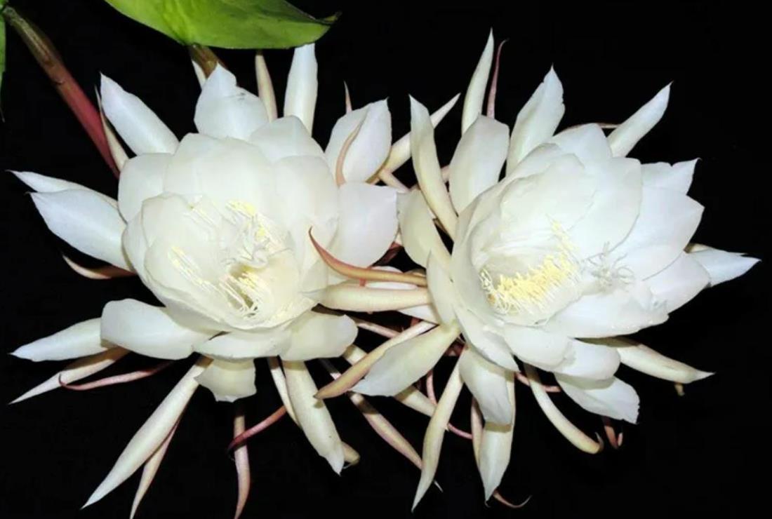 Hình Ảnh Hoa Quỳnh Nở Về Đêm