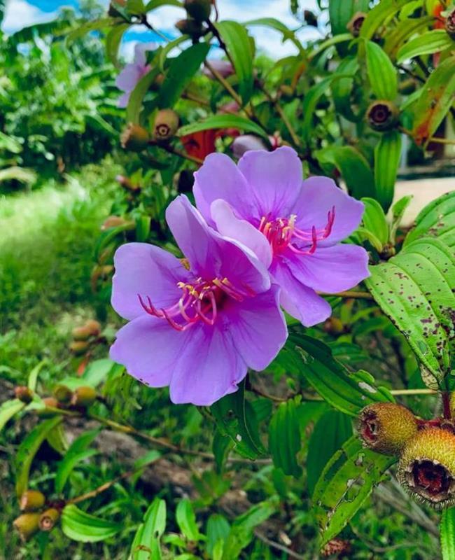 Hình Ảnh Hoa Sim Tím