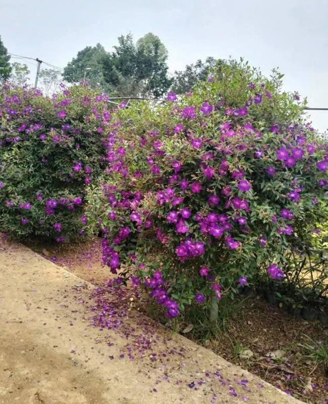 Hình Ảnh Hoa Sim Tím