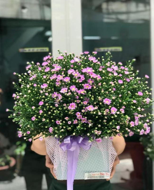 Hình Ảnh Hoa Thạch Thảo
