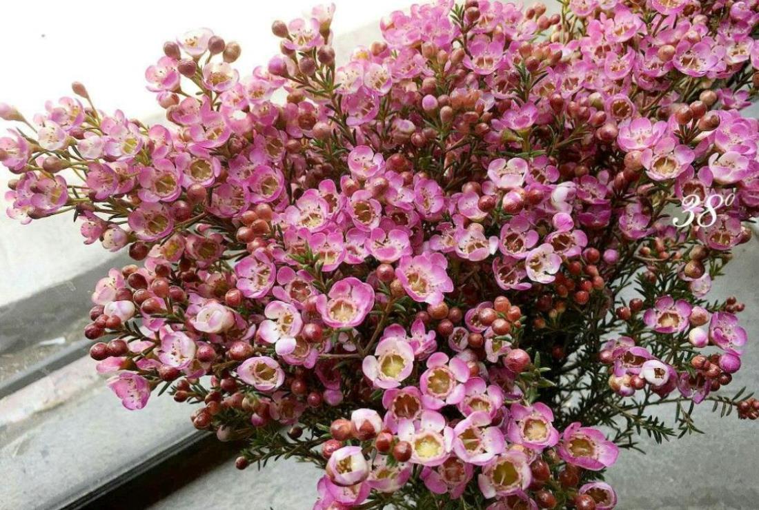 Hình Ảnh Hoa Thanh Liễu Đẹp