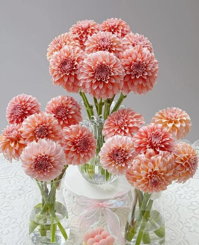 Hình Nền Hoa Thược Dược