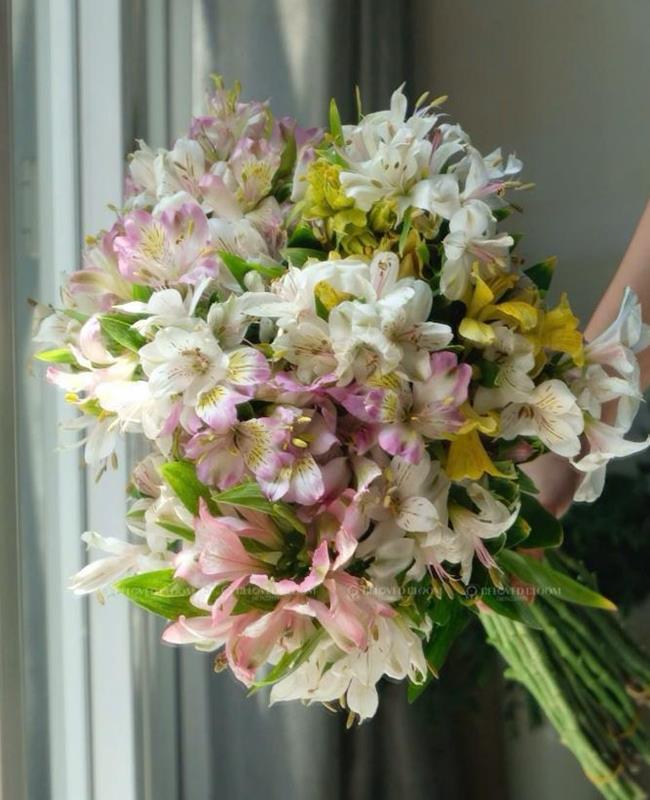Hình Ảnh Hoa Thủy Tiên