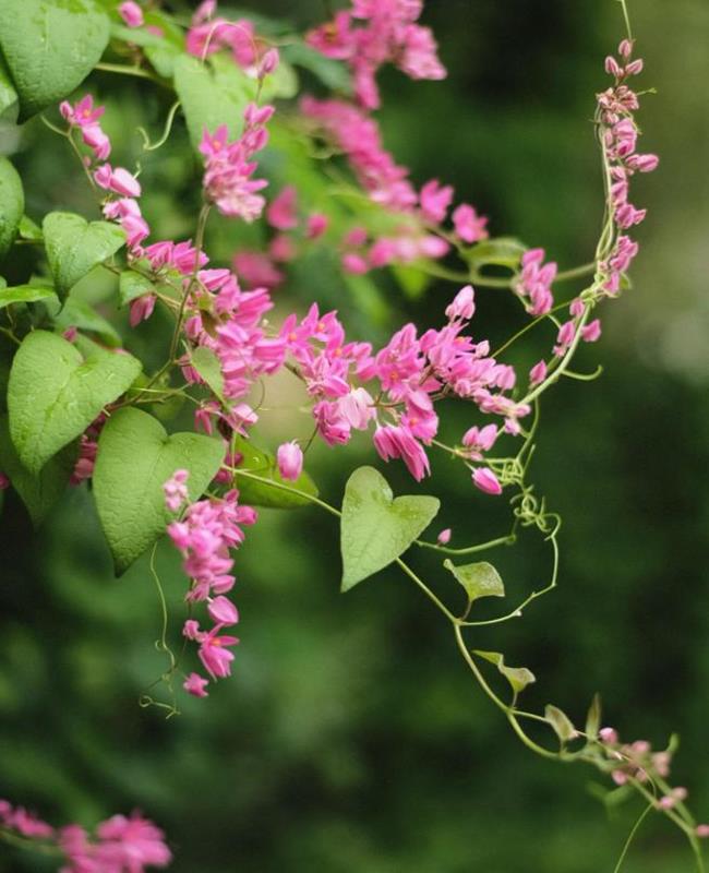 Hình Ảnh Hoa Tigon