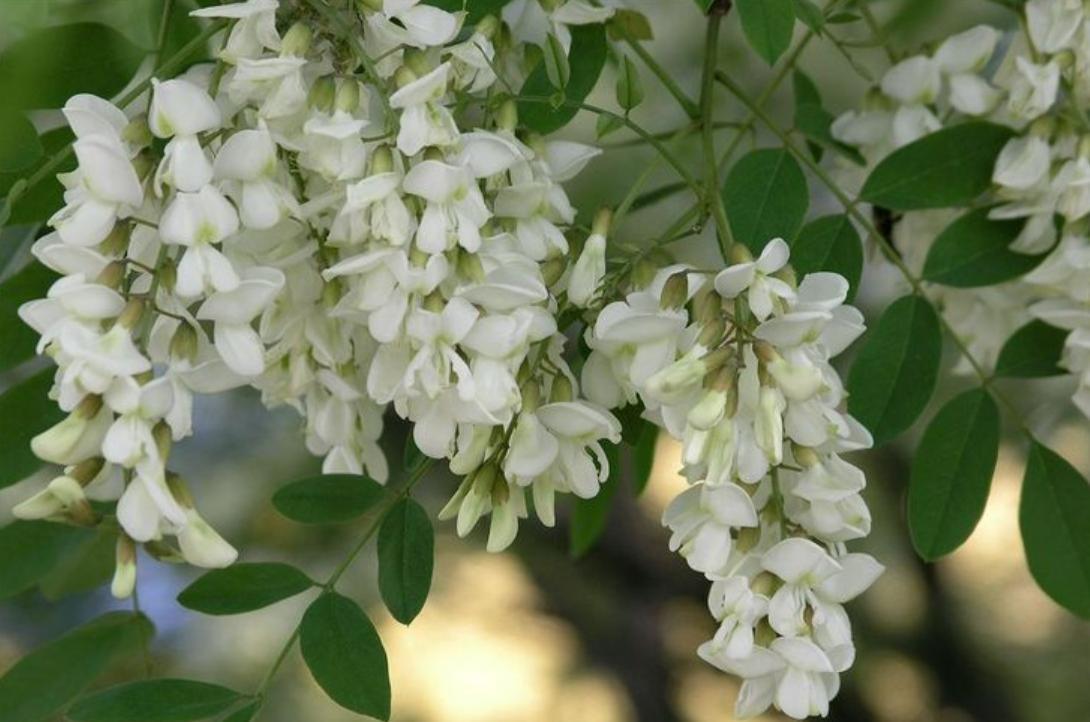 Hình Ảnh Hoa Tử Đằng