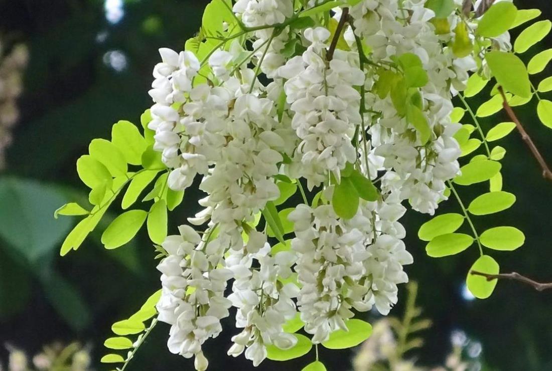 Hình Ảnh Hoa Tử Đằng