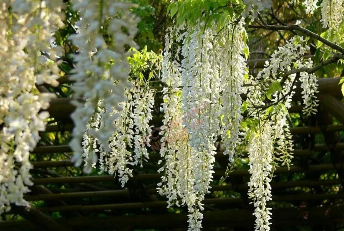 Hình Ảnh Hoa Tử Đằng