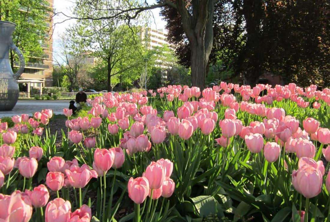 Ảnh Hoa Tulip Hồng