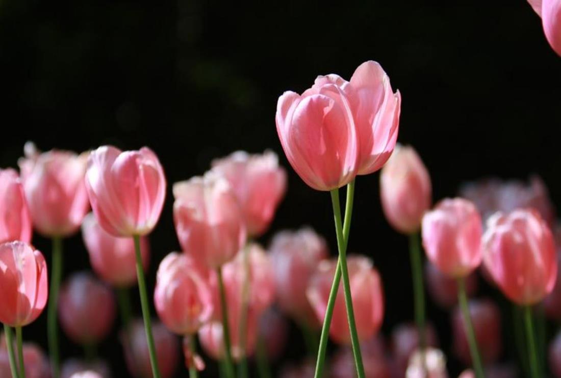 Ảnh Hoa Tulip Hồng
