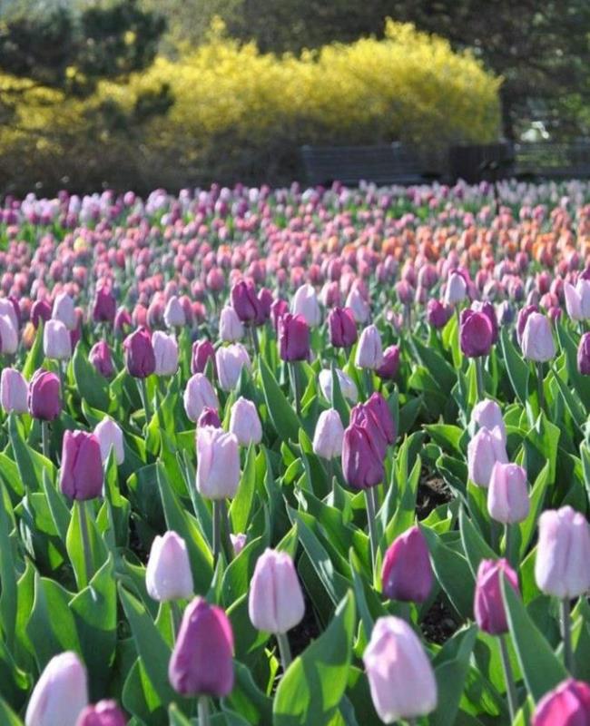 Hình Ảnh Hoa Tulip Tím