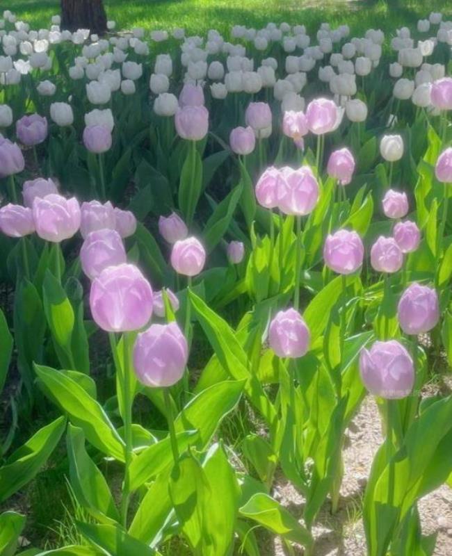 Hình Ảnh Hoa Tulip Tím