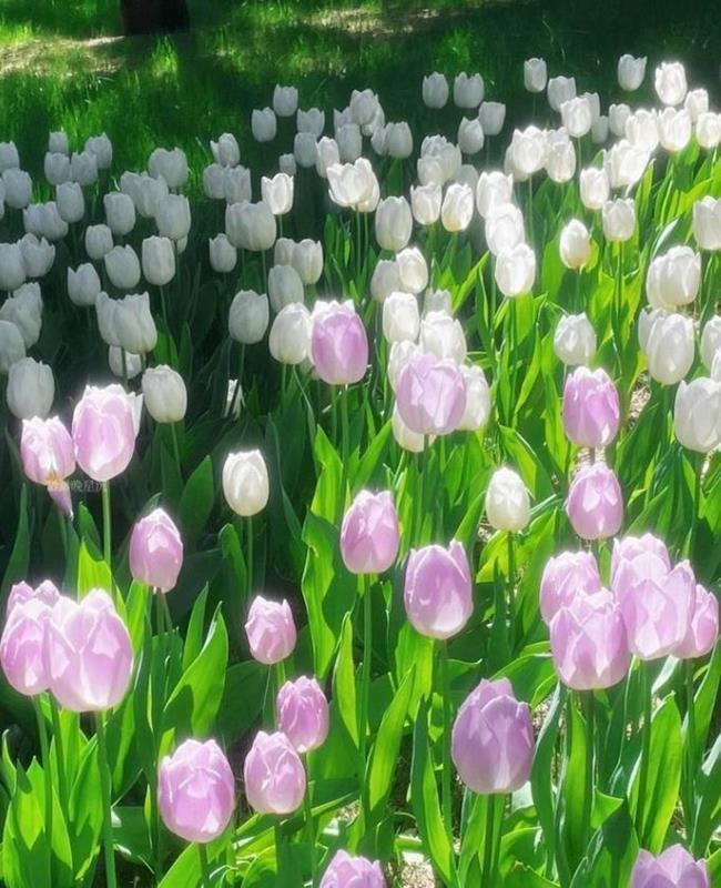Hình Ảnh Hoa Tulip Tím