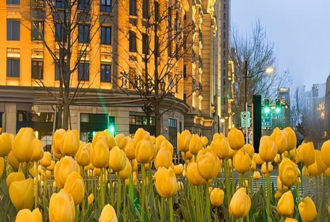 Hình Ảnh Hoa Tulip Vàng