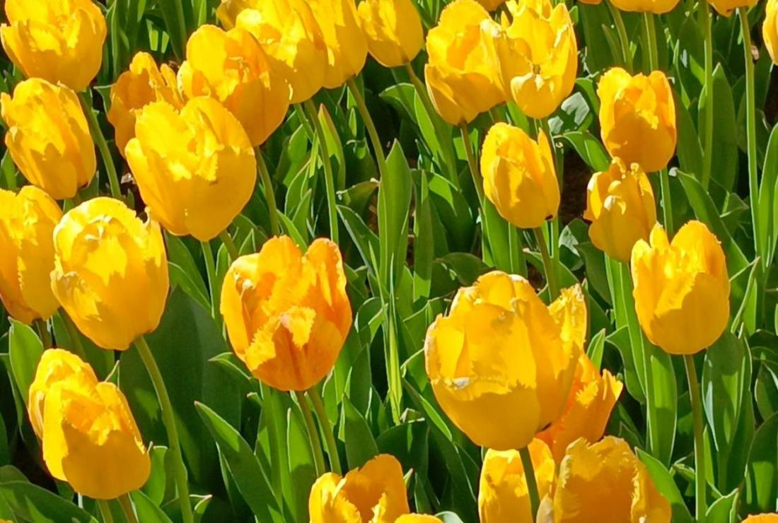 Tải Miễn Phí +100 Hình Ảnh Hoa Tulip Vàng Siêu Đẹp Làm Hình Nền