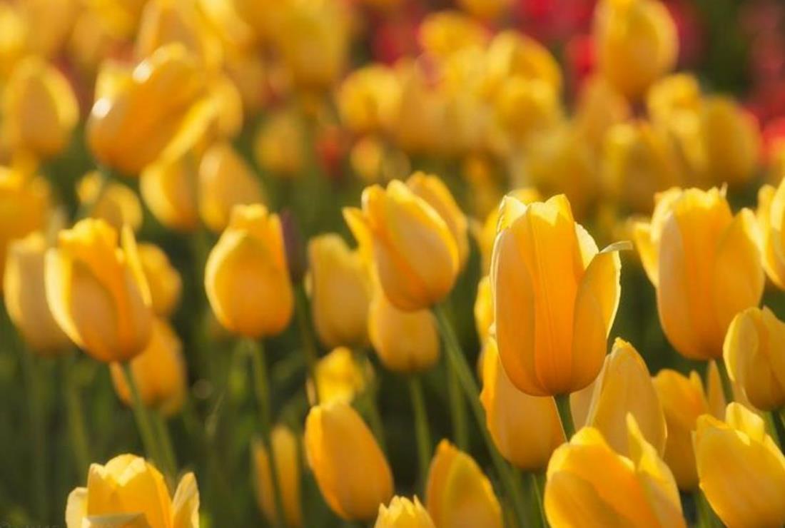 Hình Ảnh Hoa Tulip Vàng