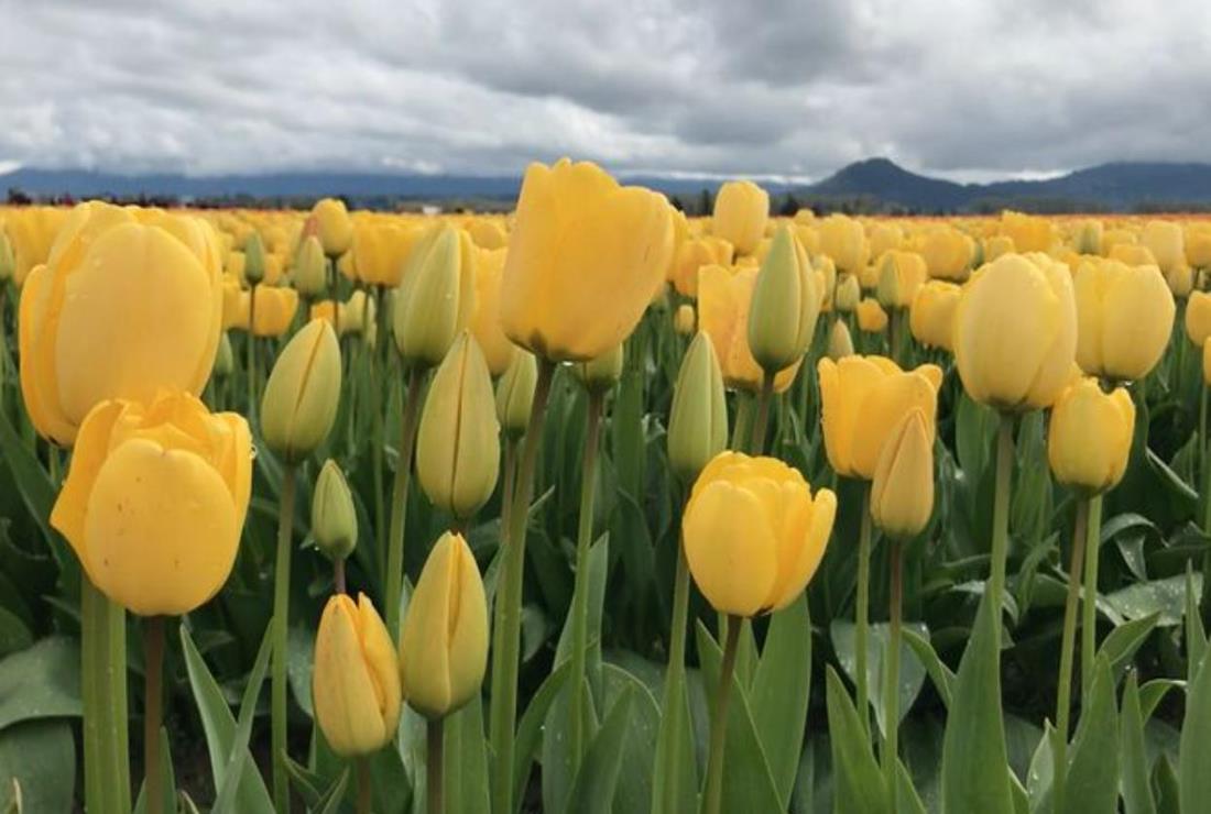 Hình Ảnh Hoa Tulip Vàng