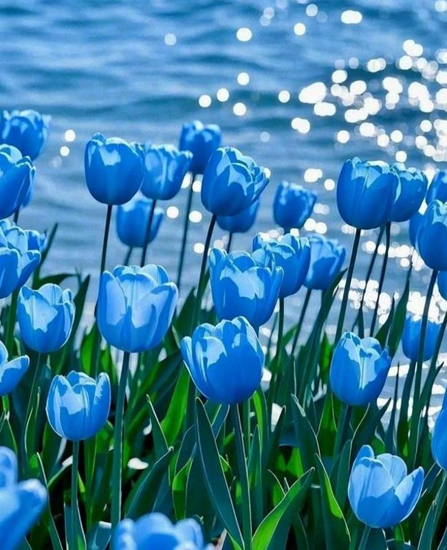 Hình Ảnh Hoa Tulip Xanh