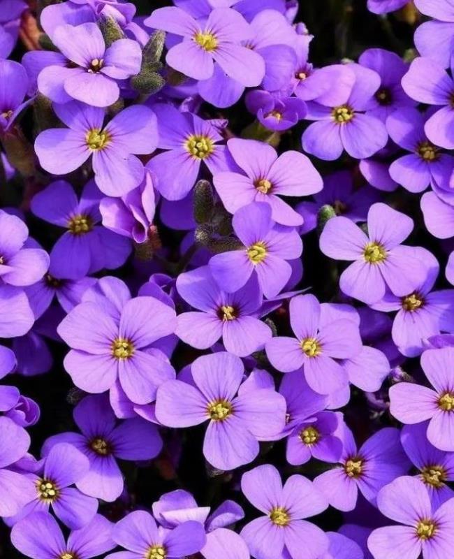 Hình Ảnh Hoa Violet