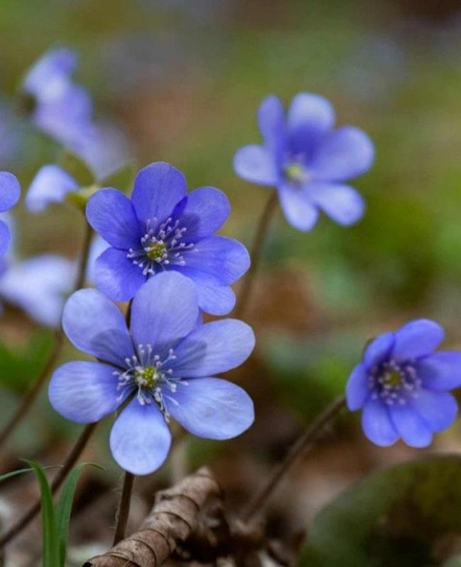 Hình Ảnh Hoa Violet
