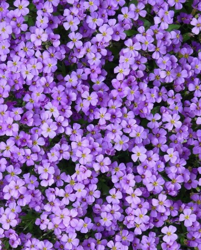 Hình Ảnh Hoa Violet