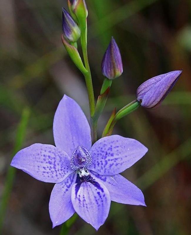 Hình Ảnh Hoa Violet
